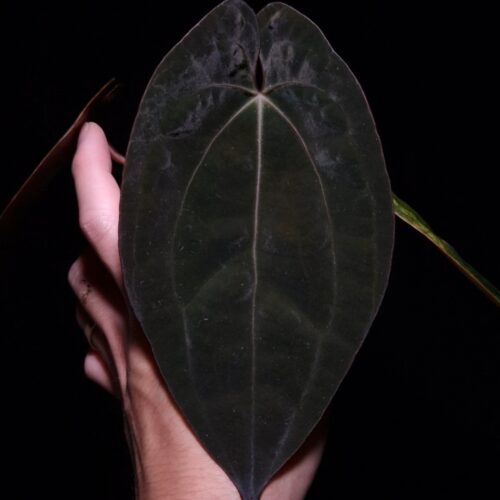 Front view of a rare Anthurium Black Venom × Red Vein Dark Phoenix (RVDP) featuring its newest dark velvet leaf with bold, prominent veining and an elegant, elongated shape. The plant is displayed in a transparent nursery pot held mid-air by hand against a dark background, while top-down lighting highlights the rich velvet texture, deep foliage color, sharp leaf tip, and muscular vein structure, showcasing the exceptional characteristics of this premium Anthurium hybrid.