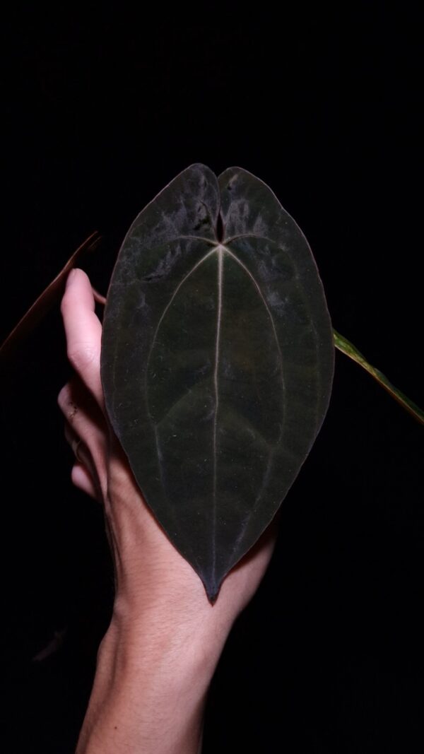 Front view of a rare Anthurium Black Venom × Red Vein Dark Phoenix (RVDP) featuring its newest dark velvet leaf with bold, prominent veining and an elegant, elongated shape. The plant is displayed in a transparent nursery pot held mid-air by hand against a dark background, while top-down lighting highlights the rich velvet texture, deep foliage color, sharp leaf tip, and muscular vein structure, showcasing the exceptional characteristics of this premium Anthurium hybrid.
