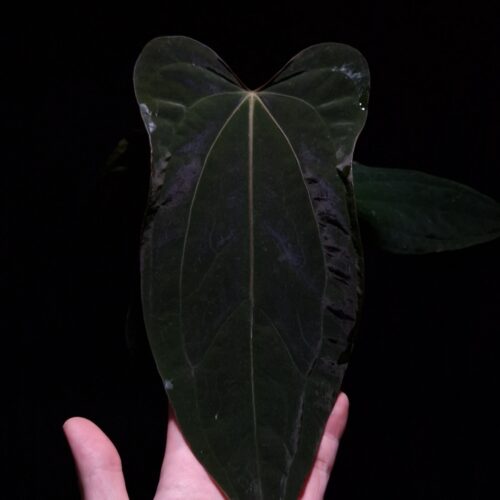 A hand holds a transparent round pot containing the rare Anthurium Subsignatum Velvet × RVDP beneath dramatic top-down lighting against a deep dark background. Several elongated, velvety leaves with a rich dark hue are visible, displaying a flat sinus and a luxurious, soft texture that catches the light, while the elevated presentation highlights the plant’s elegant form and healthy growth.