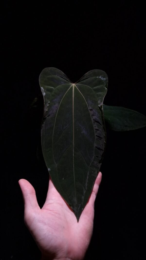 A hand holds a transparent round pot containing the rare Anthurium Subsignatum Velvet × RVDP beneath dramatic top-down lighting against a deep dark background. Several elongated, velvety leaves with a rich dark hue are visible, displaying a flat sinus and a luxurious, soft texture that catches the light, while the elevated presentation highlights the plant’s elegant form and healthy growth.