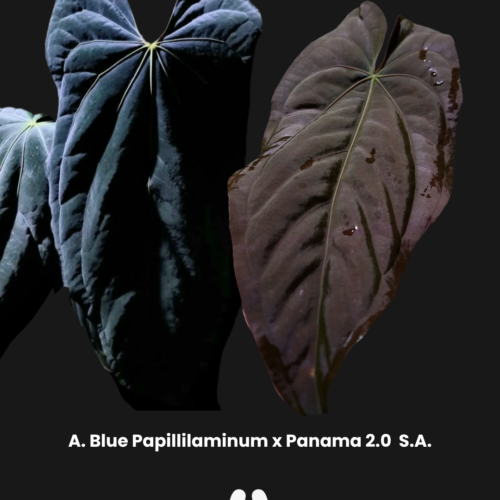 Parent Plant