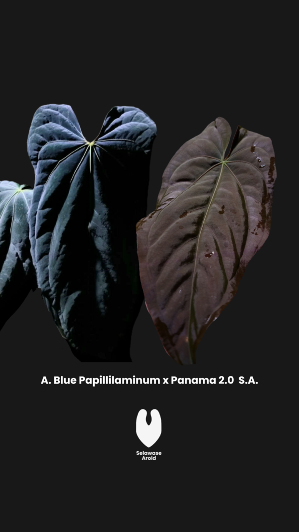 Parent Plant