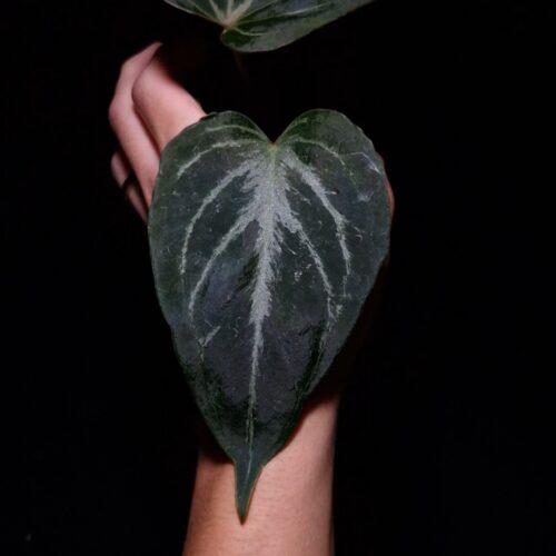Anthurium King of Spades HU, a prized hybrid discovered by Indonesian breeder Haji Uli, features three velvety dark green leaves with pink veins. The leaves are almost rounded in shape, typical of HU hybrids, and have a smooth, elegant texture. The sinuses exhibit a subtle reddish hue, enhancing the contrast with the rich green foliage. This plant stands approximately 40 cm tall and will be delivered in a clear anti-rootbound pot with selawase aroid mix. Healthy and in excellent condition, it makes a stunning addition to any indoor collection.