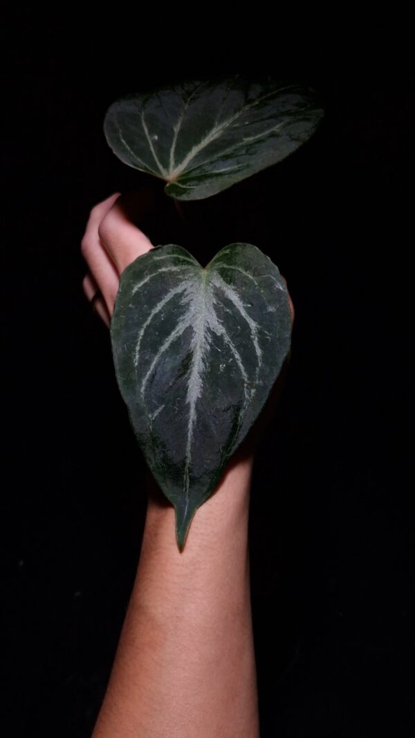 Anthurium King of Spades HU, a prized hybrid discovered by Indonesian breeder Haji Uli, features three velvety dark green leaves with pink veins. The leaves are almost rounded in shape, typical of HU hybrids, and have a smooth, elegant texture. The sinuses exhibit a subtle reddish hue, enhancing the contrast with the rich green foliage. This plant stands approximately 40 cm tall and will be delivered in a clear anti-rootbound pot with selawase aroid mix. Healthy and in excellent condition, it makes a stunning addition to any indoor collection.