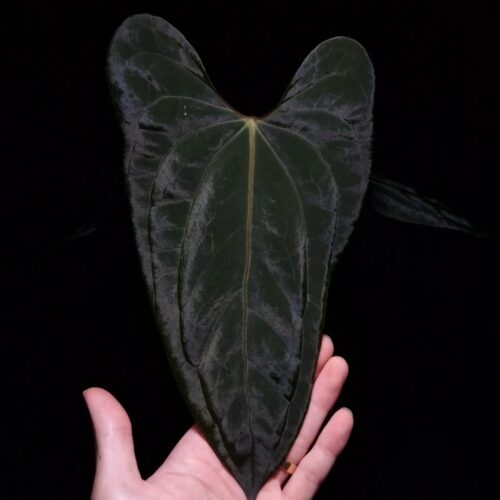 An Anthurium Papillilaminum Dark phoenix x Portillae with dark green, muscular foliage featuring striking yellow-orange veins and a wide vivid vein sinus. The plant is gently held from below by a hand wearing a ring, illuminated by top-down lighting against a dark background, showcasing the leaf’s high ears and strong texture. lava rock visible on the top of the transparent pot