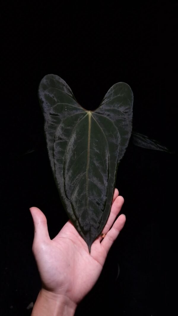 An Anthurium Papillilaminum Dark phoenix x Portillae with dark green, muscular foliage featuring striking yellow-orange veins and a wide vivid vein sinus. The plant is gently held from below by a hand wearing a ring, illuminated by top-down lighting against a dark background, showcasing the leaf’s high ears and strong texture. lava rock visible on the top of the transparent pot