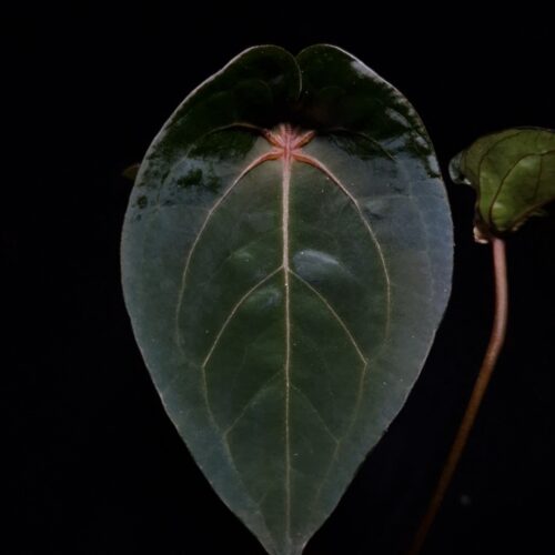 An Anthurium Red Spider plant held mid-air by a hand, featuring two visible dark green velvety leaves with a red sinus point and a half-closed sinus. The image is lit from above against a completely black background, highlighting the leaf texture and veins.