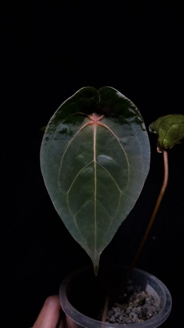An Anthurium Red Spider plant held mid-air by a hand, featuring two visible dark green velvety leaves with a red sinus point and a half-closed sinus. The image is lit from above against a completely black background, highlighting the leaf texture and veins.