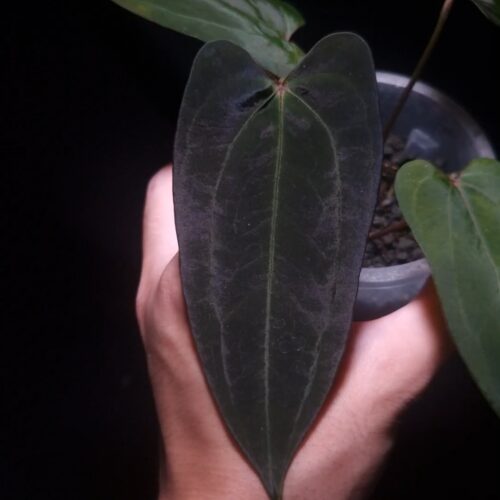 An Anthurium Papillilaminum Fort Sherman x Xone with dark green, muscular foliage featuring striking yellow-orange veins and a wide vivid vein sinus. The plant is gently held from below by a hand wearing a ring, illuminated by top-down lighting against a dark background, showcasing the leaf’s high ears and strong texture.