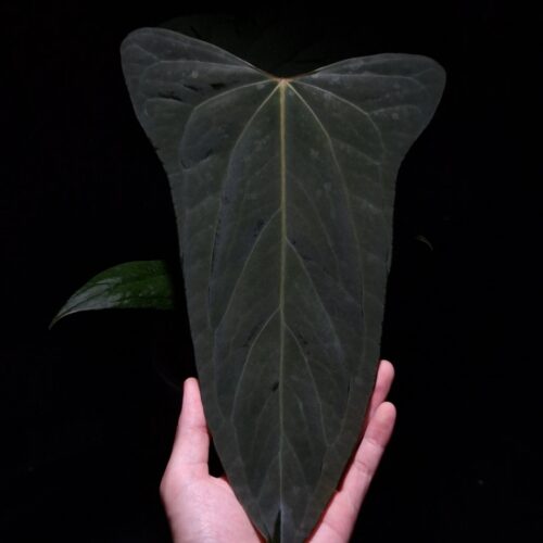 Anthurium Xone × Portillae with three round, wide “ear-edged” velvet leaves in deep dark green, showing subtle soft white venation. Plant displayed in a transparent pot held mid-air by a hand, captured in top-down lighting with a clean dark background highlighting texture and leaf shape.