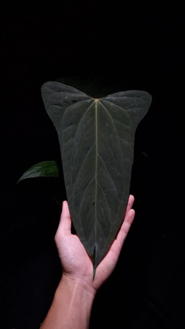 Anthurium Xone × Portillae with three round, wide “ear-edged” velvet leaves in deep dark green, showing subtle soft white venation. Plant displayed in a transparent pot held mid-air by a hand, captured in top-down lighting with a clean dark background highlighting texture and leaf shape.