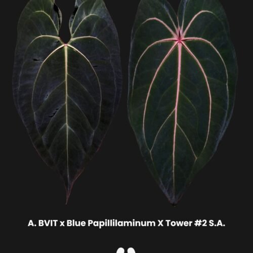 Parent Plant
