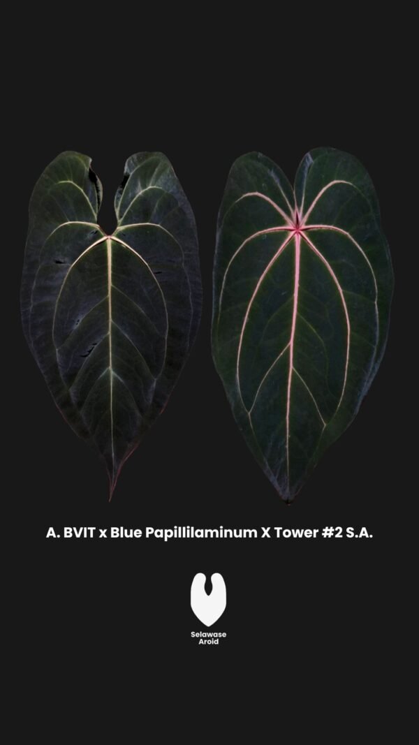 Parent Plant