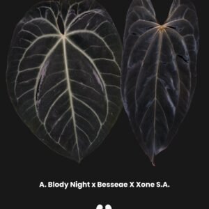 Parent Plant