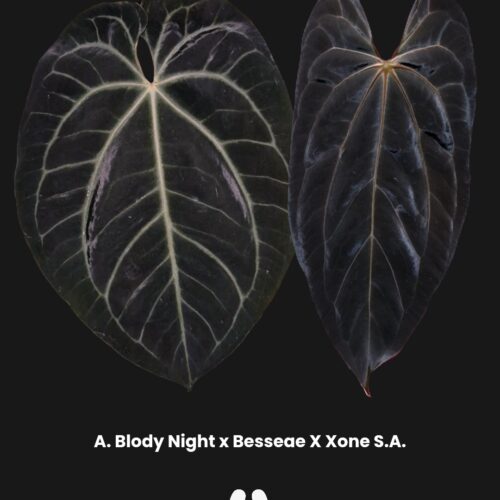 Parent Plant