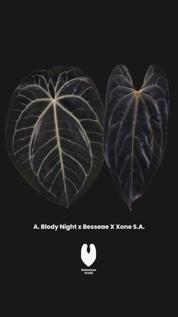 Parent Plant