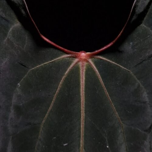 Anthurium Galaxy Red Stem x FOrt Sherman is a rare hybrid aroid with striking long narrow dark green leaves featuring vivid green-yellowish veins and a bold red sinus. Under dramatic top-down lighting against a dark background, three leaves are visible, including one emerging leaf with a dark brown-reddish hue. The plant’s elegant red petioles add to its visual appeal. Planted in a transparent anti-rootbound pot filled with premium aroid mix, the surface is covered with 8mm black lava rock for optimal root health and drainage. The leaf is gently held from the left side by a left hand, showcasing the plant’s graceful form and leaf texture.