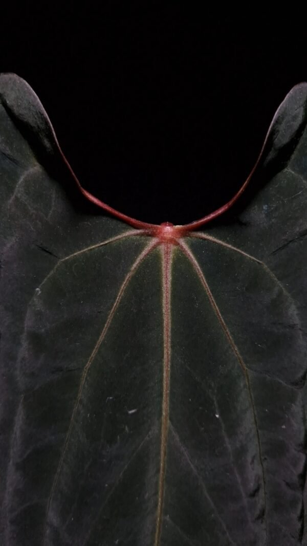 Anthurium Galaxy Red Stem x FOrt Sherman is a rare hybrid aroid with striking long narrow dark green leaves featuring vivid green-yellowish veins and a bold red sinus. Under dramatic top-down lighting against a dark background, three leaves are visible, including one emerging leaf with a dark brown-reddish hue. The plant’s elegant red petioles add to its visual appeal. Planted in a transparent anti-rootbound pot filled with premium aroid mix, the surface is covered with 8mm black lava rock for optimal root health and drainage. The leaf is gently held from the left side by a left hand, showcasing the plant’s graceful form and leaf texture.