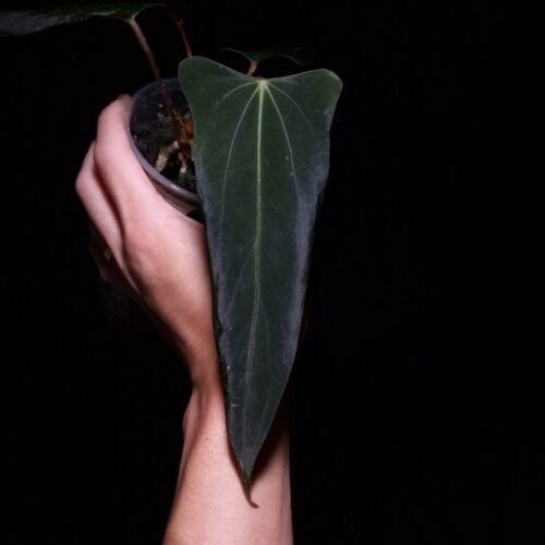 Anthurium Dark Phoenix Mutation with an elongated, narrow, dark green leaf featuring wavy edges, a flat orange sinus, and subtle green and yellow veins. Photographed with top-down lighting against a black background, the plant is held mid-air by a hand in a transparent round pot.