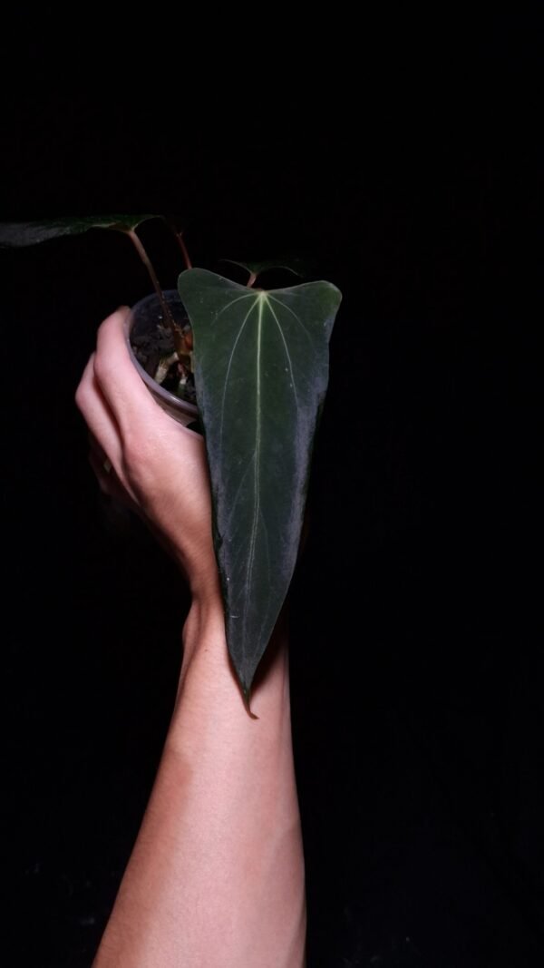 Anthurium Dark Phoenix Mutation with an elongated, narrow, dark green leaf featuring wavy edges, a flat orange sinus, and subtle green and yellow veins. Photographed with top-down lighting against a black background, the plant is held mid-air by a hand in a transparent round pot.