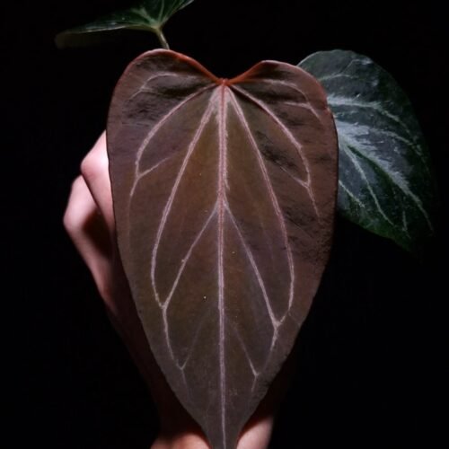 Anthurium King of Spades HU, a prized hybrid discovered by Indonesian breeder Haji Uli, features three velvety dark green leaves with pink veins. The leaves are almost rounded in shape, typical of HU hybrids, and have a smooth, elegant texture. The sinuses exhibit a subtle reddish hue, enhancing the contrast with the rich green foliage. This plant stands approximately 40 cm tall and will be delivered in a clear anti-rootbound pot with selawase aroid mix. Healthy and in excellent condition, it makes a stunning addition to any indoor collection.