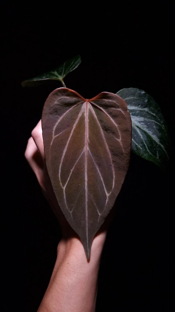 Anthurium King of Spades HU, a prized hybrid discovered by Indonesian breeder Haji Uli, features three velvety dark green leaves with pink veins. The leaves are almost rounded in shape, typical of HU hybrids, and have a smooth, elegant texture. The sinuses exhibit a subtle reddish hue, enhancing the contrast with the rich green foliage. This plant stands approximately 40 cm tall and will be delivered in a clear anti-rootbound pot with selawase aroid mix. Healthy and in excellent condition, it makes a stunning addition to any indoor collection.