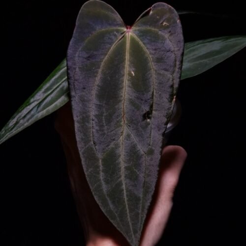 giant bnp An Anthurium Papillilaminum Fort Sherman x Xone with dark green, muscular foliage featuring striking yellow-orange veins and a wide vivid vein sinus. The plant is gently held from below by a hand wearing a ring, illuminated by top-down lighting against a dark background, showcasing the leaf’s high ears and strong texture.