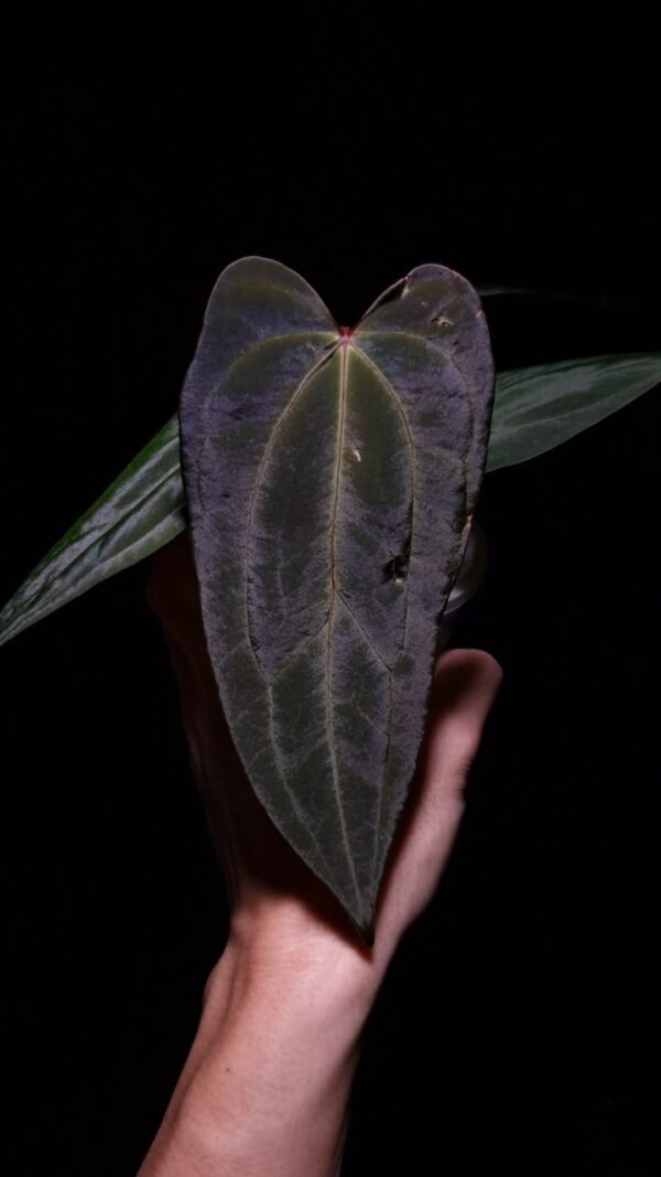 An Anthurium Papillilaminum Fort Sherman x Xone with dark green, muscular foliage featuring striking yellow-orange veins and a wide vivid vein sinus. The plant is gently held from below by a hand wearing a ring, illuminated by top-down lighting against a dark background, showcasing the leaf’s high ears and strong texture.
