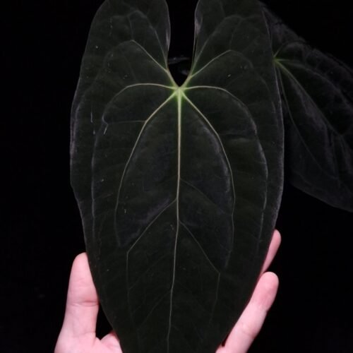 xone x bvit Anthurium Papillilaminum XOne x BVIT (Black Velvet Indo Type), a striking hybrid with dark, velvety heart-shaped leaves featuring pronounced texture. The sinuses glow with a vibrant orange and red hue, creating a dramatic contrast against the deep green foliage. This rare and healthy tropical plant stands approximately 35-40 cm tall and is delivered in a 12 cm clear anti-rootbound pot with Selawase premium aroid mix, ideal for collectors or enthusiasts. Perfect for enhancing indoor spaces with a bold, exotic touch. The image features a front view of an older leaf under dramatic top-down lighting, accentuating its velvety texture and intricate details against a dark background, while a hand is seen at the bottom left holding the black pot. The back side of the main leaf and its red stem is on the right fading into the daek background.