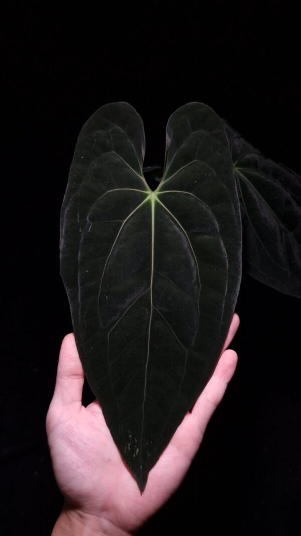 Anthurium Papillilaminum XOne x BVIT (Black Velvet Indo Type), a striking hybrid with dark, velvety heart-shaped leaves featuring pronounced texture. The sinuses glow with a vibrant orange and red hue, creating a dramatic contrast against the deep green foliage. This rare and healthy tropical plant stands approximately 35-40 cm tall and is delivered in a 12 cm clear anti-rootbound pot with Selawase premium aroid mix, ideal for collectors or enthusiasts. Perfect for enhancing indoor spaces with a bold, exotic touch. The image features a front view of an older leaf under dramatic top-down lighting, accentuating its velvety texture and intricate details against a dark background, while a hand is seen at the bottom left holding the black pot. The back side of the main leaf and its red stem is on the right fading into the daek background.