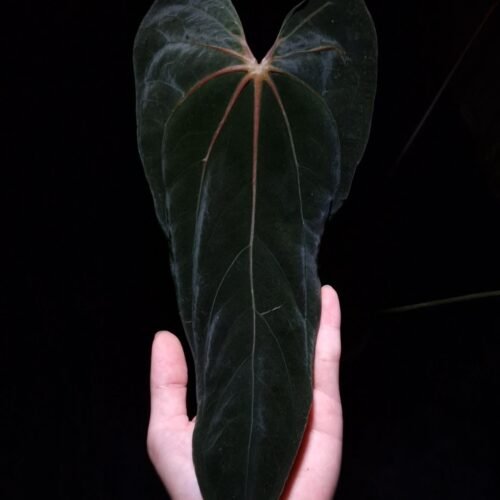 fsrl An Anthurium FSRL with dark, muscular foliage featuring vivid reddish-orange primary veins and red secondary and tertiary veins resembling muscle fibers. The photo highlights the bold vein structure and texture of the leaf against a dark background held by a hand from the lower left corner of the picture gently. dark 8mm lava rock visible on top of the black round pot