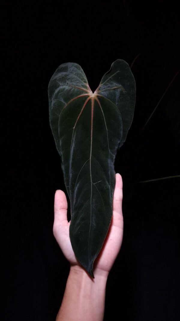 fsrl An Anthurium FSRL with dark, muscular foliage featuring vivid reddish-orange primary veins and red secondary and tertiary veins resembling muscle fibers. The photo highlights the bold vein structure and texture of the leaf against a dark background held by a hand from the lower left corner of the picture gently. dark 8mm lava rock visible on top of the black round pot