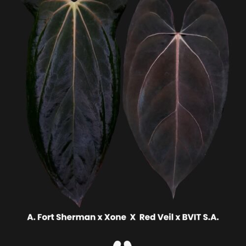 seedling