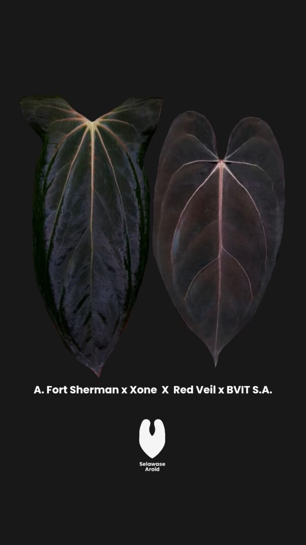 seedling