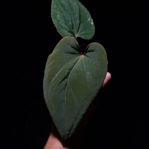Anthurium Kunayalense with three round, wide, heart-shaped velvet leaves in deep dark green, featuring prominent deep red primary veins and a red sinus, pronounced muscular leaf texture, and subtle secondary venation. Plant displayed in a transparent pot held mid-air by a hand, captured in top-down lighting with a clean dark background highlighting the leaf texture, venation, and distinctive shape.