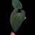 kuna Anthurium Kunayalense with three round, wide, heart-shaped velvet leaves in deep dark green, featuring prominent deep red primary veins and a red sinus, pronounced muscular leaf texture, and subtle secondary venation. Plant displayed in a transparent pot held mid-air by a hand, captured in top-down lighting with a clean dark background highlighting the leaf texture, venation, and distinctive shape.