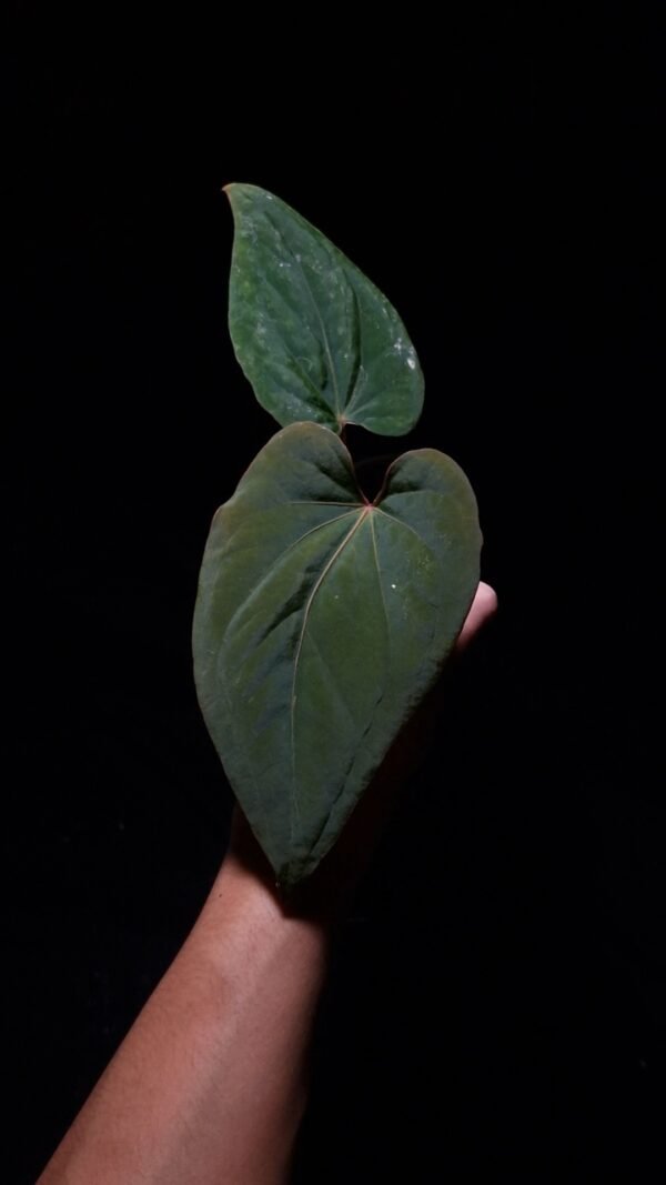 kuna Anthurium Kunayalense with three round, wide, heart-shaped velvet leaves in deep dark green, featuring prominent deep red primary veins and a red sinus, pronounced muscular leaf texture, and subtle secondary venation. Plant displayed in a transparent pot held mid-air by a hand, captured in top-down lighting with a clean dark background highlighting the leaf texture, venation, and distinctive shape.