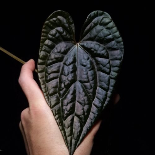 Rare Anthurium Red Vein Dark Phoenix x Luxurians – Dark Velvet Hybrid with Striking Red Veins and Texture The Anthurium Red Vein Dark Phoenix x Luxurians is a rare, visually captivating tropical hybrid prized for its dramatic dark-hued, velvety heart-shaped leaves. The foliage is richly textured, showcasing vibrant red veins that contrast beautifully with the deep, almost black-green surface of the leaves. The glowing reddish sinuses and bold red stems add to the plant’s striking presence, creating a unique, collectible look that blends the genetics of two exceptional parent species. This healthy plant features multiple mature leaves in excellent condition and thrives in bright, indirect light and high humidity—perfect for rare aroid collectors or anyone seeking a bold statement piece for their indoor jungle. Potted in a breathable container with Selawase premium aroid mix, it ensures optimal root aeration and growth. The substrate includes a combination of chunky coco chips, perlite, zeolite, and black lava rock for drainage and long-term plant health. The image captures a front view of the matured emerging leaf in focus under dramatic top-down lighting, emphasizing its luxuriously velvety texture and deep reflective surfaces. The unique mix of matte velvet and light-reflective raised textures creates a visually layered appearance, especially under strong lighting. The other three leaves fade softly into the dark background, adding depth to the composition, while a hand is seen holding the pot midair, grounding the scene and showcasing the plant’s scale. With its richly pigmented foliage, rare red veining, and unmistakably bold character, the Anthurium Red Vein Dark Phoenix x Luxurians stands out as a top-tier hybrid for serious collectors and design-forward plant lovers alike.