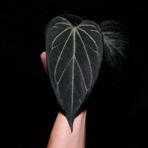Anthurium King of Spades HU, a prized hybrid discovered by Indonesian breeder Haji Uli, features three velvety dark green leaves with pink veins. The leaves are almost rounded in shape, typical of HU hybrids, and have a smooth, elegant texture. The sinuses exhibit a subtle reddish hue, enhancing the contrast with the rich green foliage. This plant stands approximately 40 cm tall and will be delivered in a clear anti-rootbound pot with selawase aroid mix. Healthy and in excellent condition, it makes a stunning addition to any indoor collection.