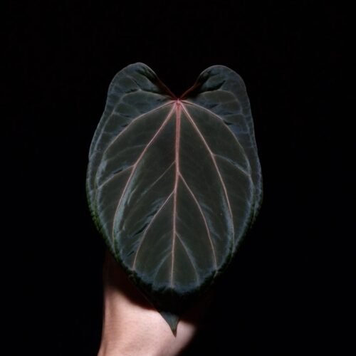 An Anthurium Red Crystallinum x BVEP with a heart-shaped dark leaf featuring striking red veins and an orange sinus, gently held by a hand. The plant is illuminated from top-down lighting against a dark background, highlighting the velvety texture and vivid coloration.